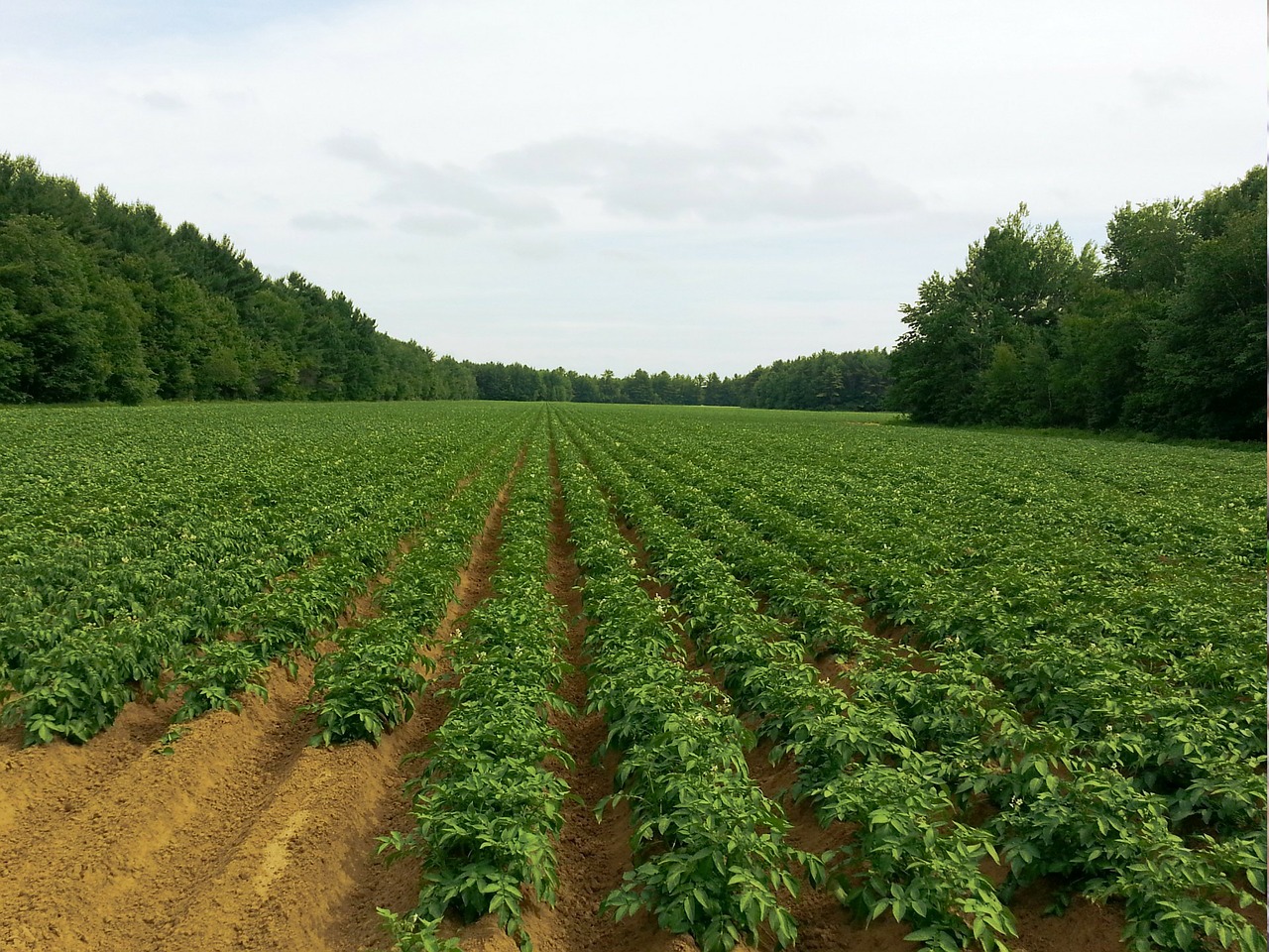 Agriculture, sylviculture et pêche