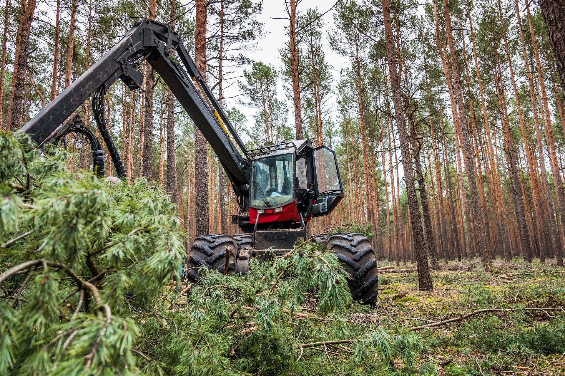 Sous-activités Sylviculture et exploitation forestière