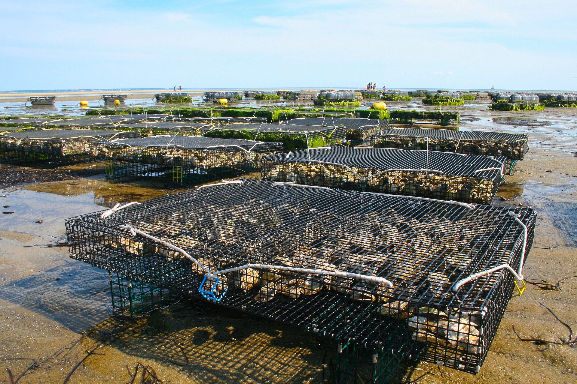 Sous-activités Pêche et aquaculture