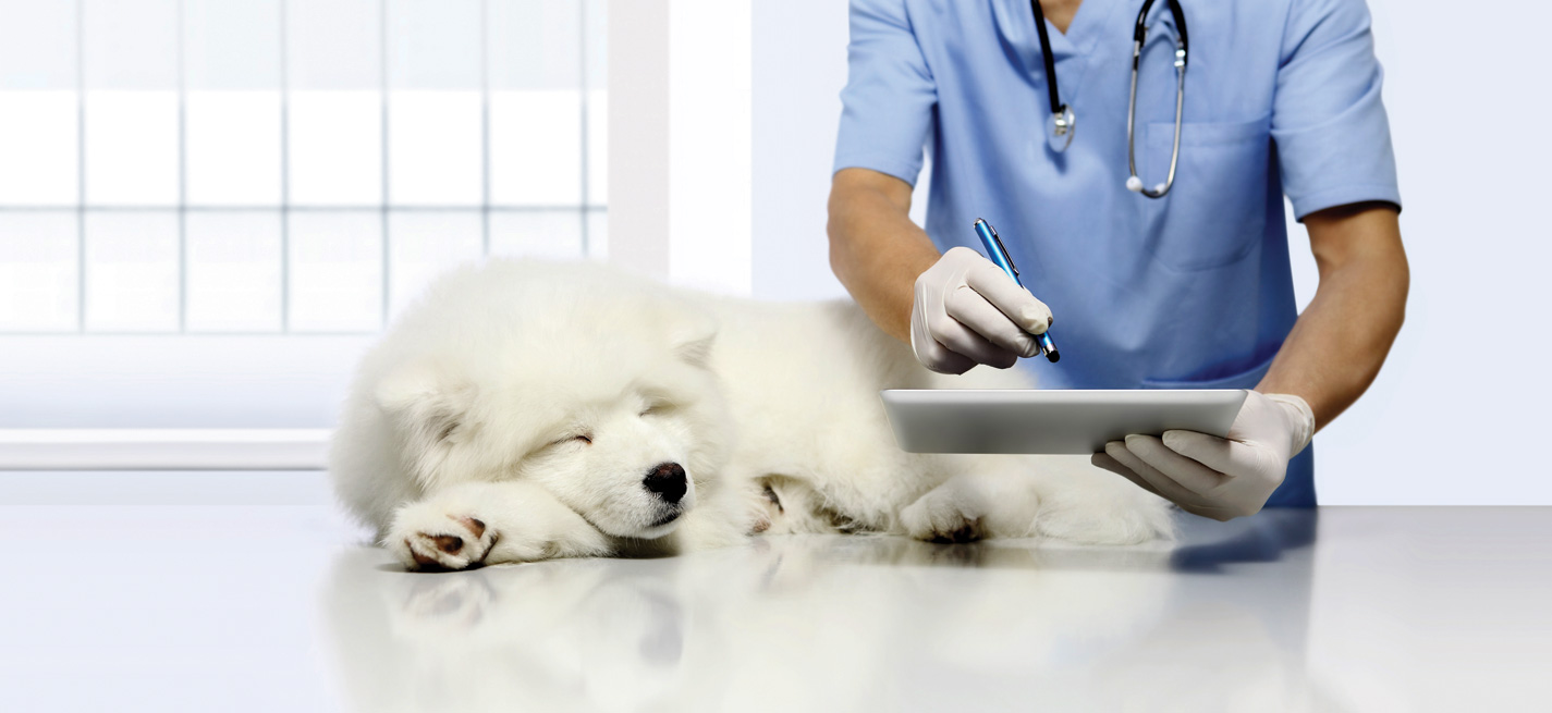 Activités vétérinaires